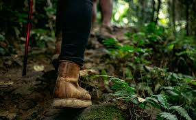 Senderismo en el bosque